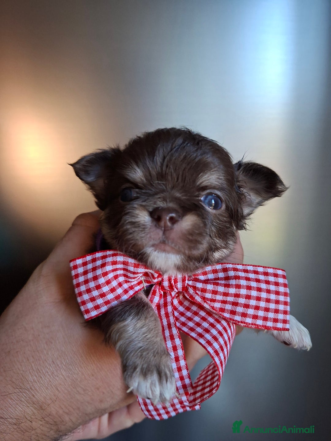 Chihuahua cani in vendita: Chihuahua pelo lungo tg mini  - Annuncio 3