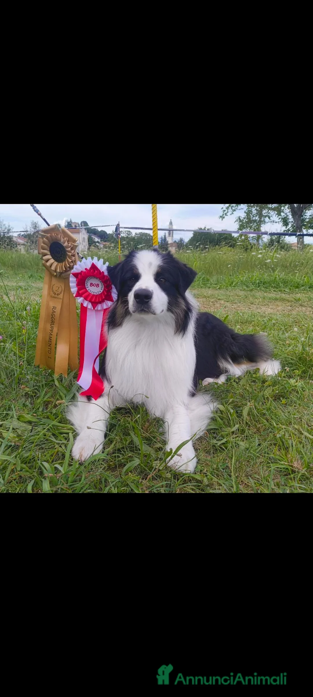 Australian Shepherd cani per accoppiamento: Pastore Australiano  - Annuncio 2
