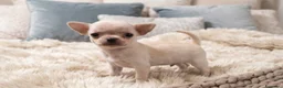 Chihuahua cani in vendita: Mini mini chihuahua pedigree enci - Annuncio 3