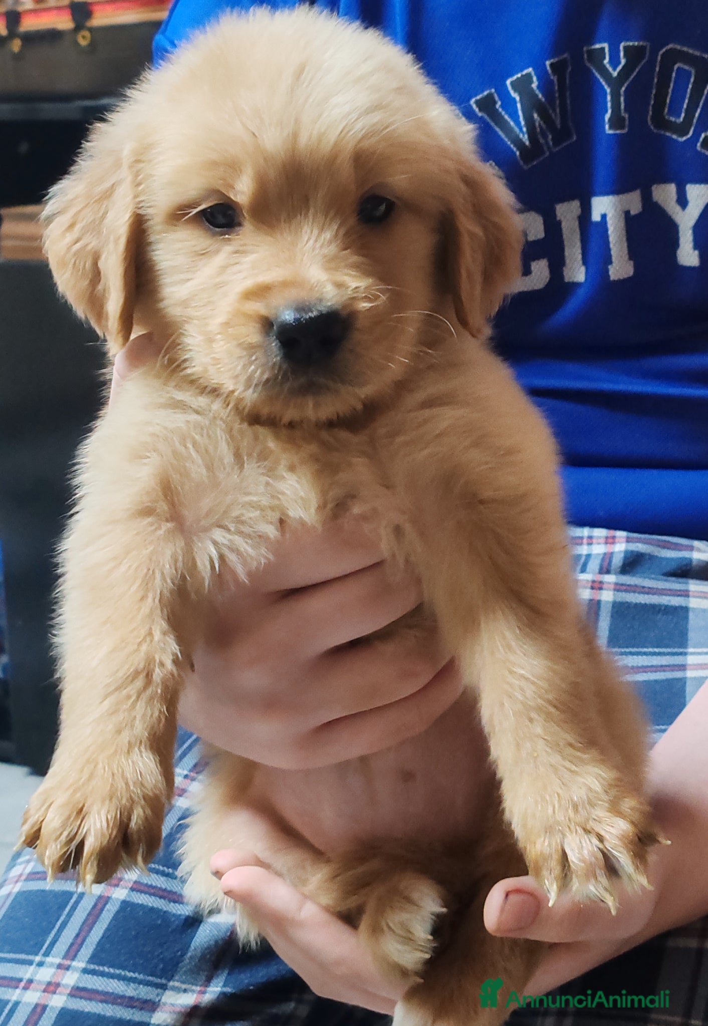 Golden Retriever cani Cuccioli golden retriever  - Annuncio 1
