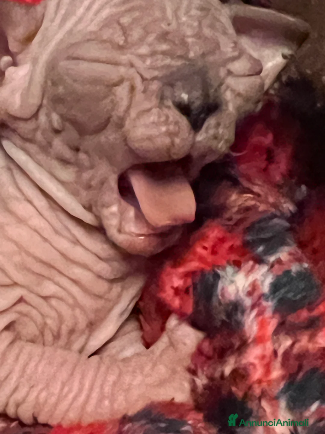 Sphynx gatti in vendita: Sphynx  a Città metropolitana di Roma Capitale - Annuncio 3