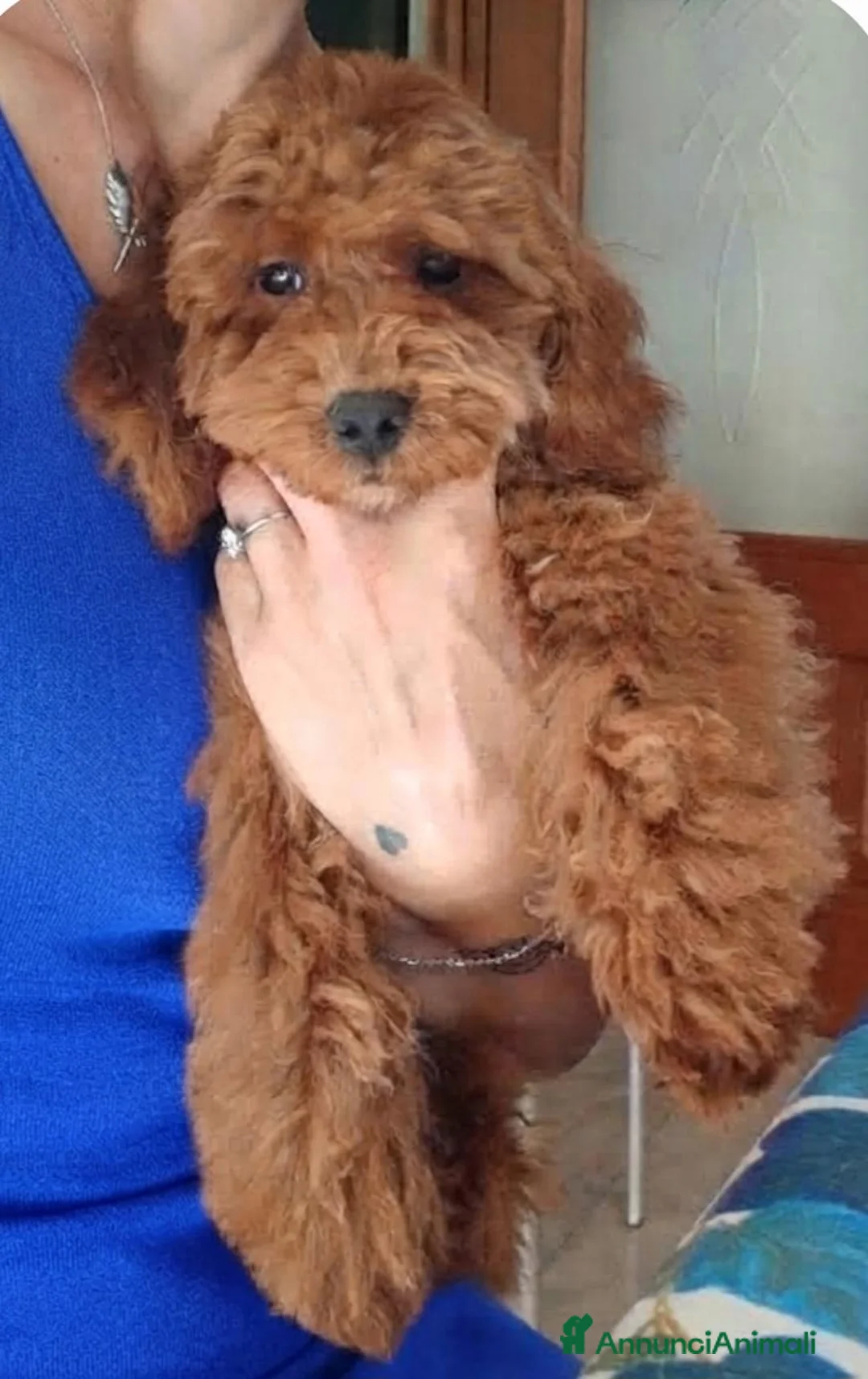 Barboncino Toy cani in vendita: Barboncino Toy  - Annuncio 3