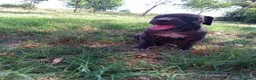 Cane Corso cani in vendita: Cuccioli di Cane Corso - Annuncio 14