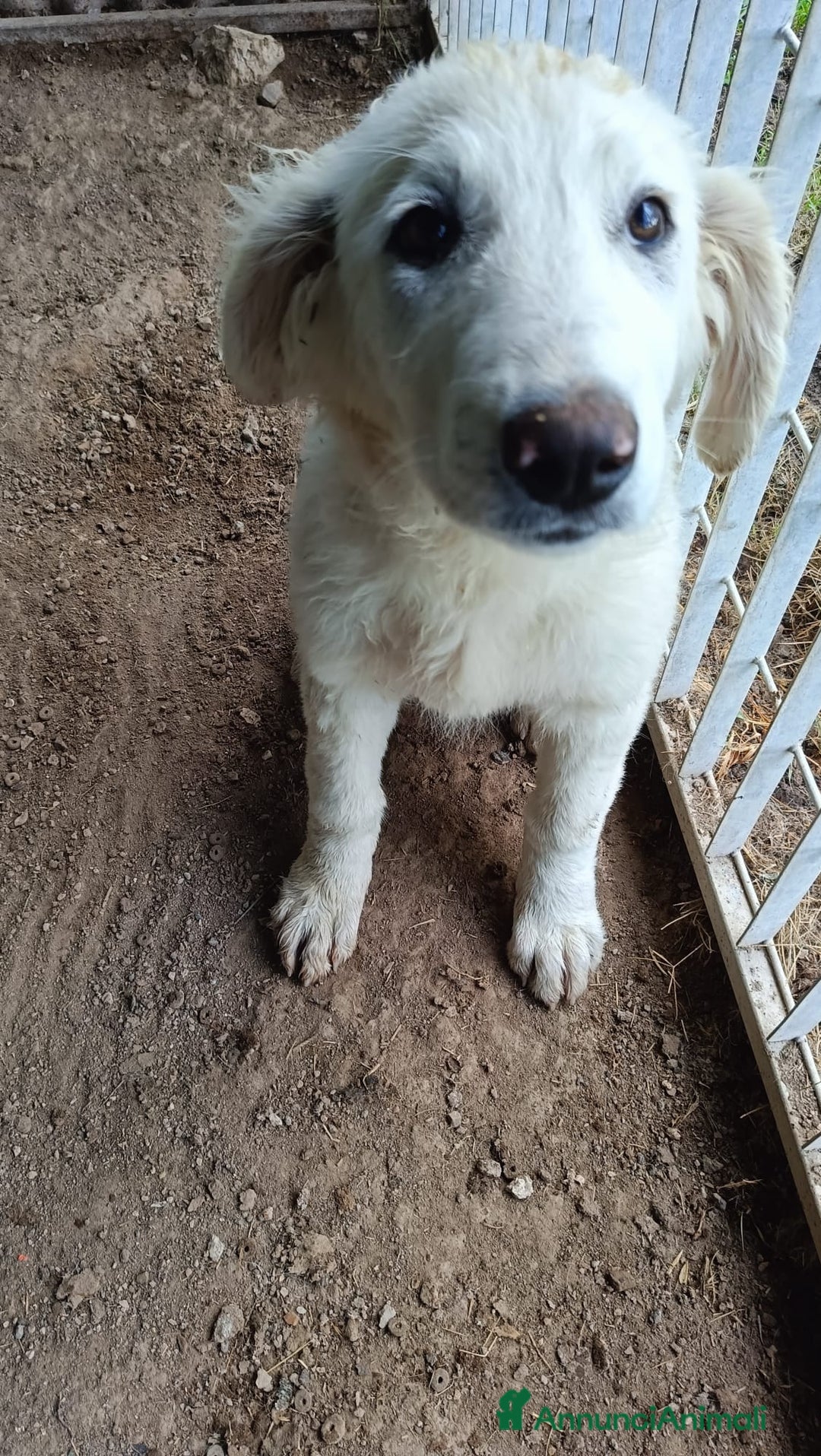 Meticcio cani in regalo: COMETA - Annuncio 3