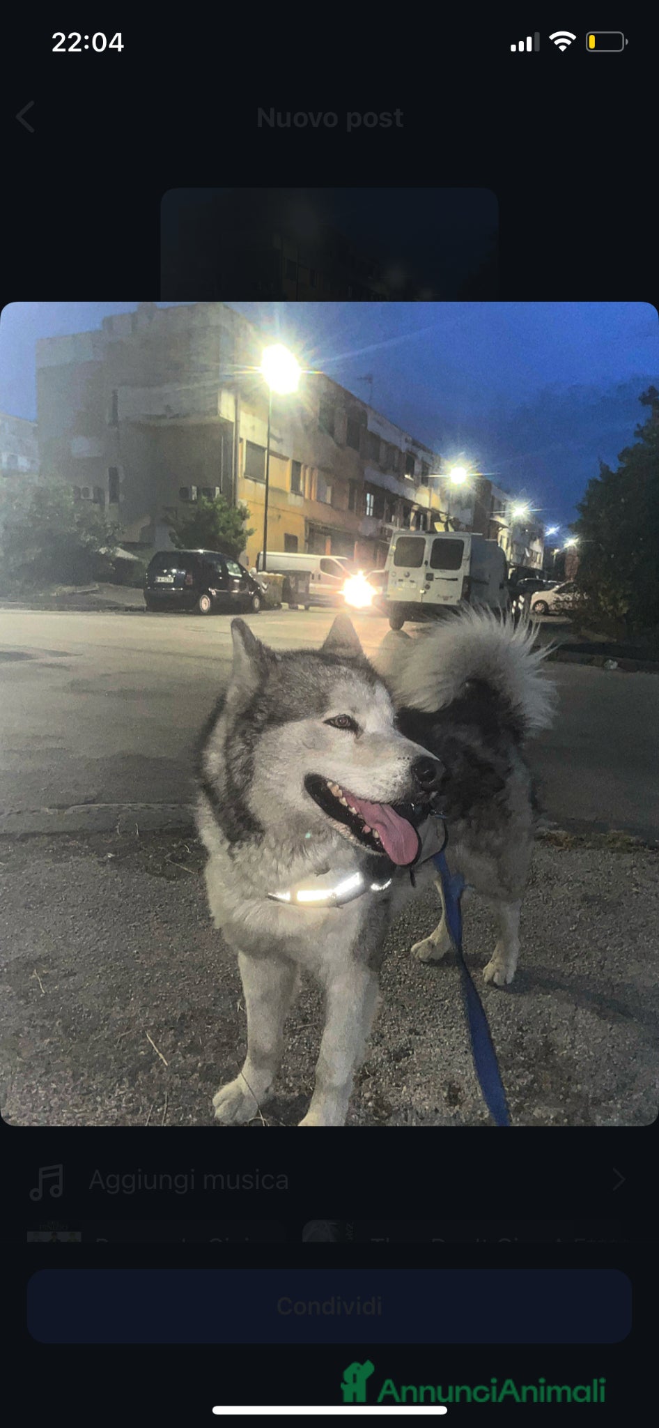 Husky cani Oscar husky siberiano - Annuncio 1