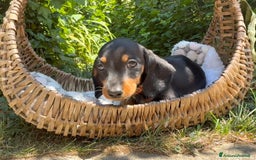 Bassotto cani in vendita: Cuccioli bassotto  a Città Metropolitana di Torino - Immagine 7