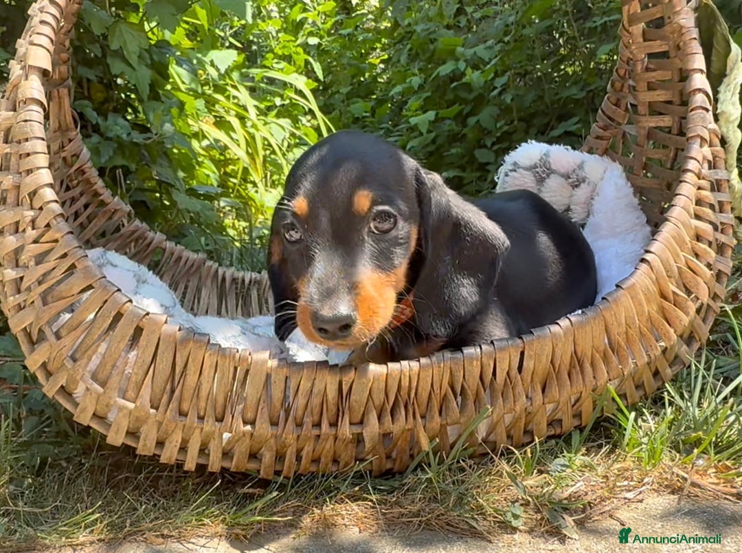 Bassotto cani in vendita: Cuccioli bassotto  a Città Metropolitana di Torino - Immagine 7