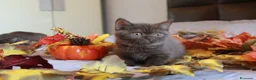 British gatti in vendita: British Shorthair  - Annuncio 2