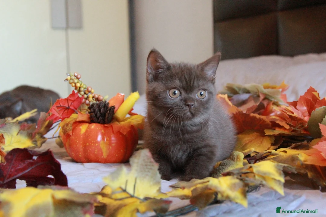 British gatti in vendita: British Shorthair  - Annuncio 2