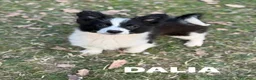 Border Collie cani in regalo: DALIA, mix BORDER COLLIE in miniatura! Dolcissima - Annuncio 3