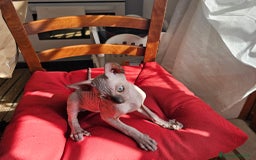 Sphynx gatti in vendita: Gattini Sphynx  a Città metropolitana di Roma Capitale - Immagine 4