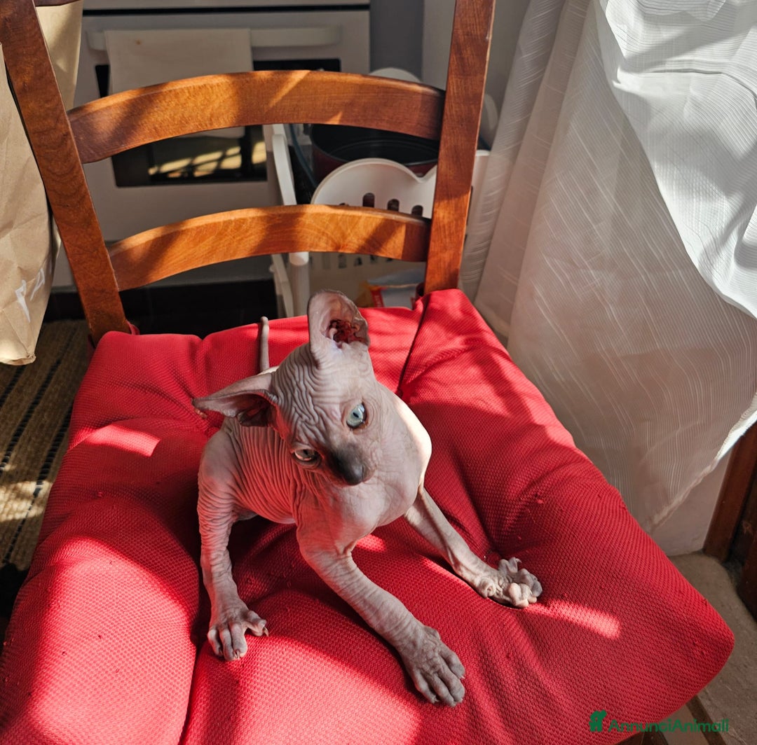Sphynx gatti in vendita: Gattini Sphynx  a Città metropolitana di Roma Capitale - Immagine 4