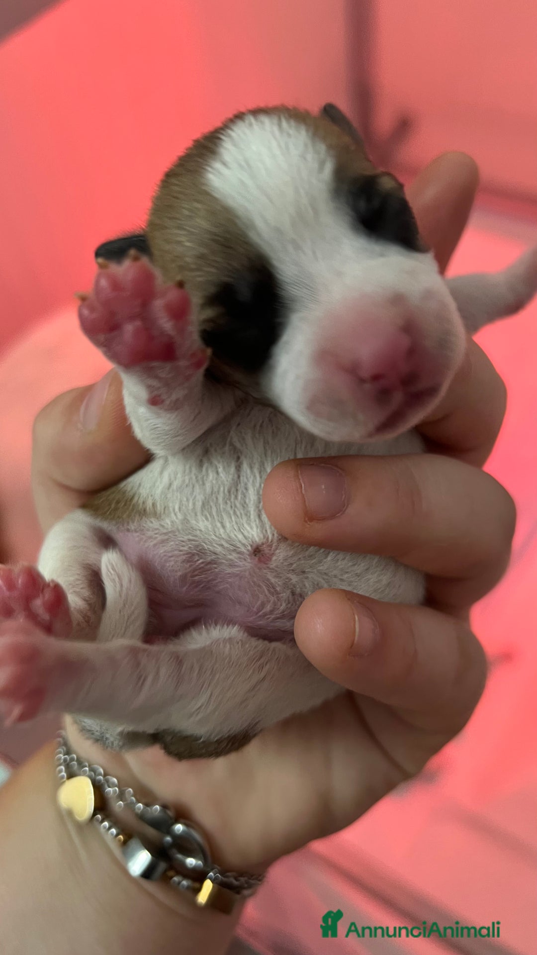 Jack Russell cani in vendita: Jack Russell - Annuncio 2