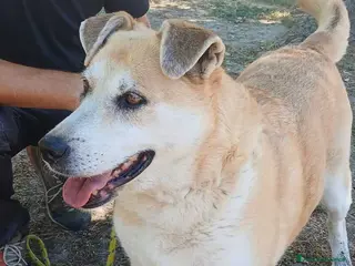 Meticcio cani DEA CERCHIAMO IL MIRACOLO, IN ADOZIONE - Annuncio 21