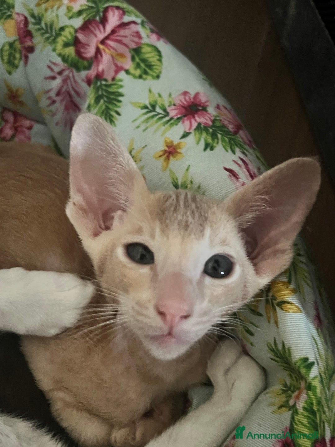 Siamese gatti in vendita: Gatti Orientali - Annuncio 6