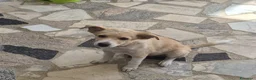 Meticcio cani in regalo: FIAMMA 🩷  IL CORAGGIO HA QUATTRO ZAMPE a Provincia di Asti - Annuncio 3