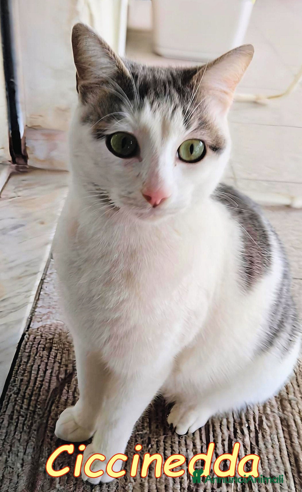 Europeo gatti CICCINEDDA GATTINA DOLCISSIMA CERCA CASA  - Annuncio 1