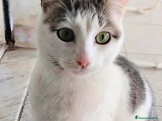 Europeo gatti CICCINEDDA GATTINA DOLCISSIMA CERCA CASA - Annuncio 14