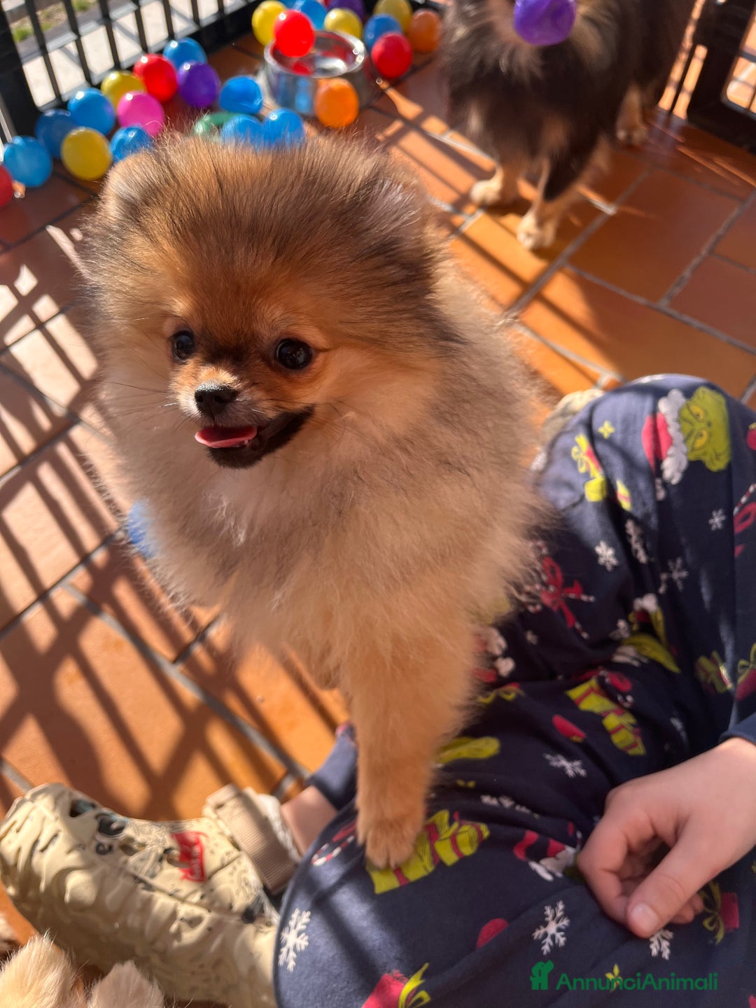 Spitz cani in vendita: Spitz tedesco nano - Annuncio 4