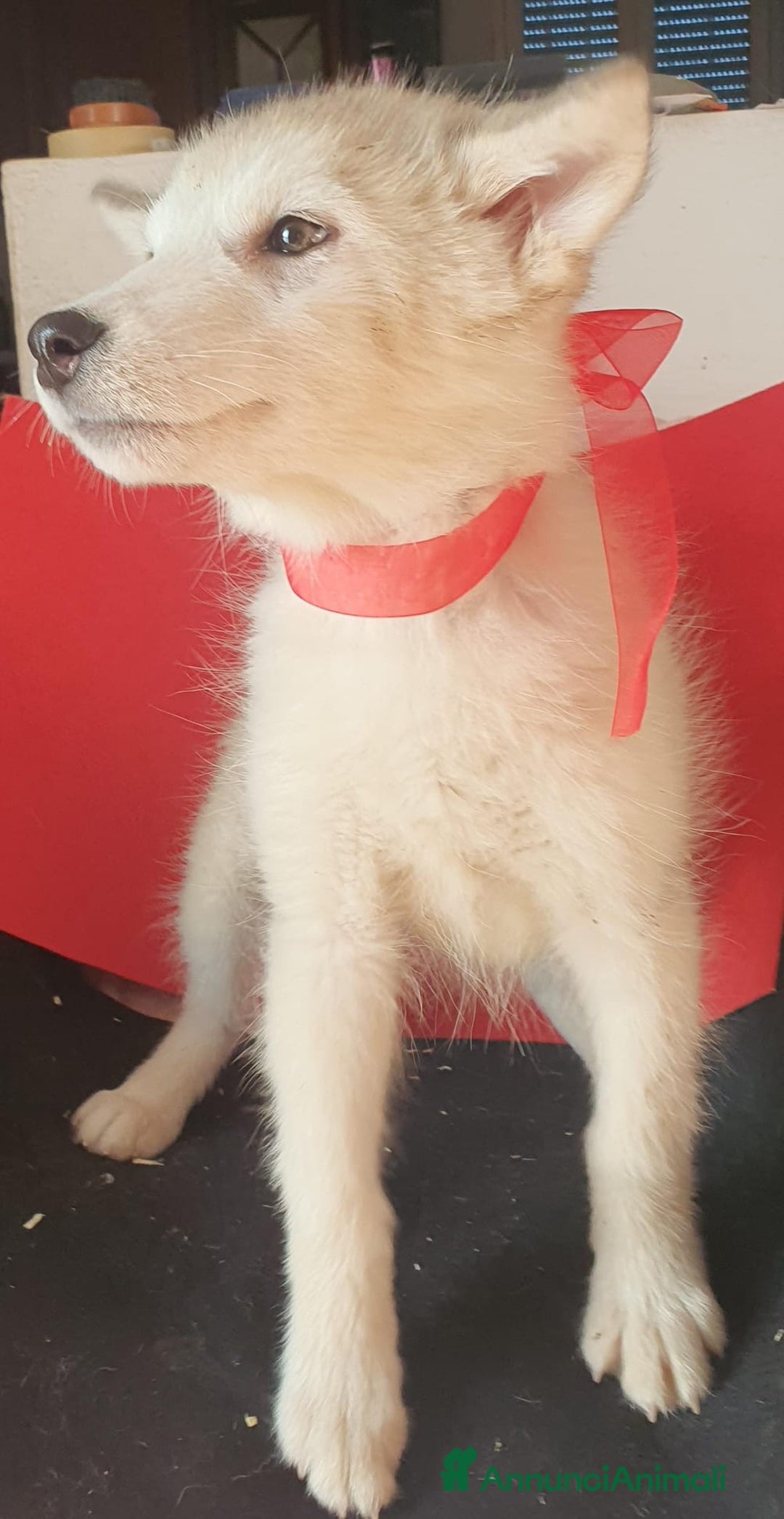 Alaskan Malamute cani in vendita: Alaskan Malamute cucciole - Annuncio 5