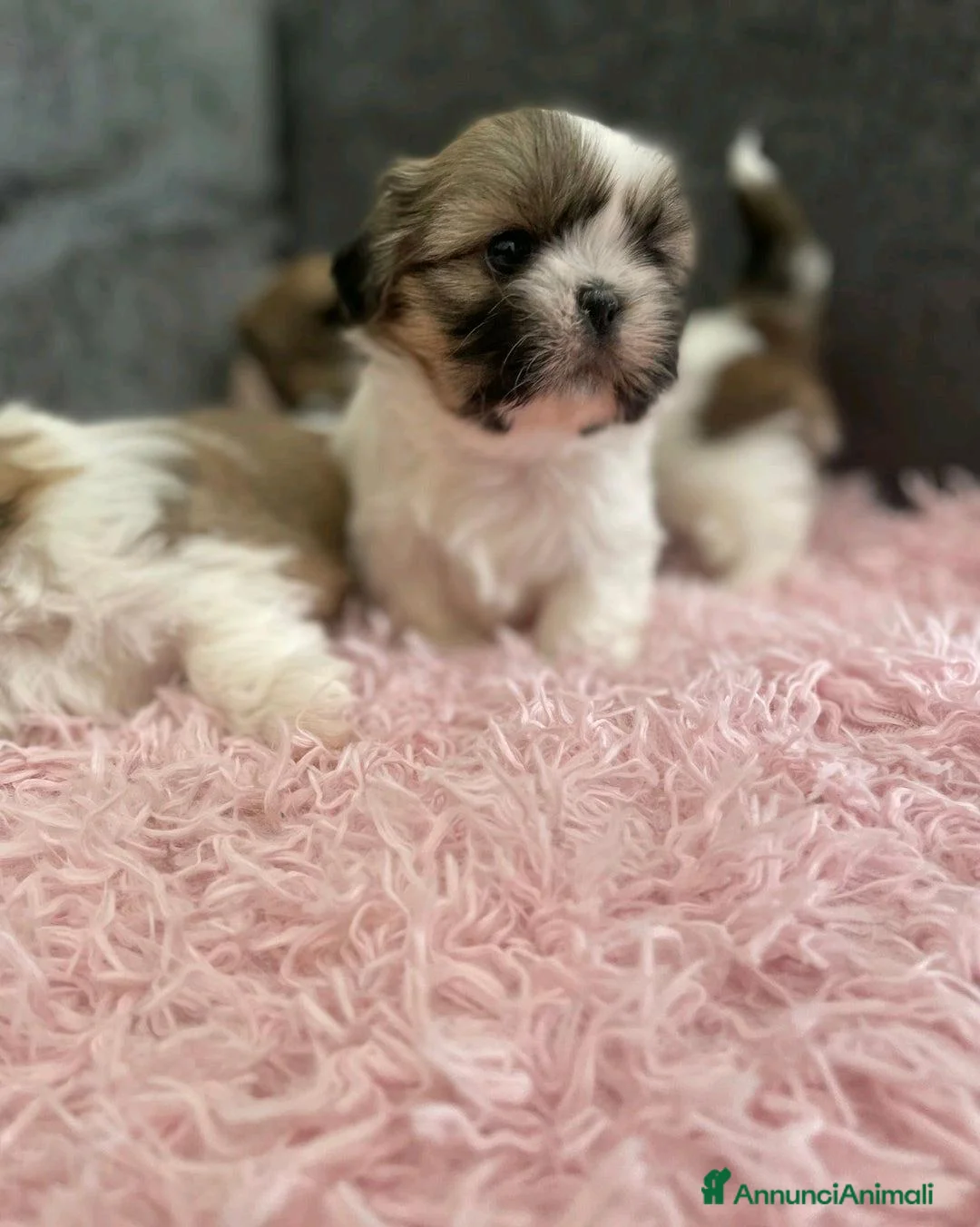 Shih Tzu cani in vendita: Cuccioli di Shih Tzu Imperiale a Città metropolitana di Milano - Annuncio 10