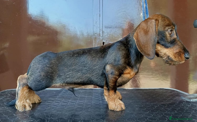 Bassotto cani a Provincia di Biella - Annuncio 10