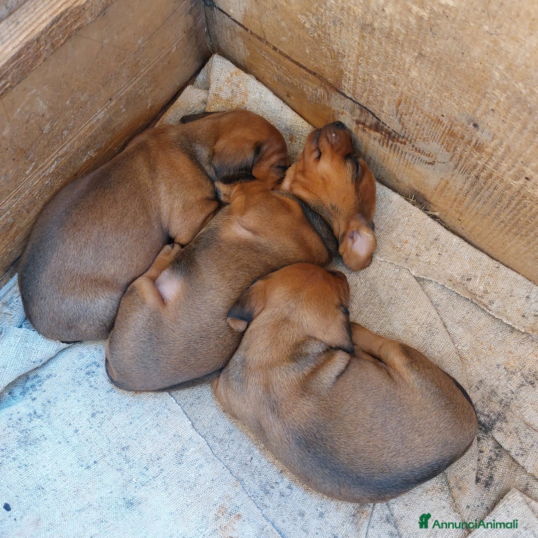 Bassotto cani in vendita: Cucciola di bassotto - Annuncio 2