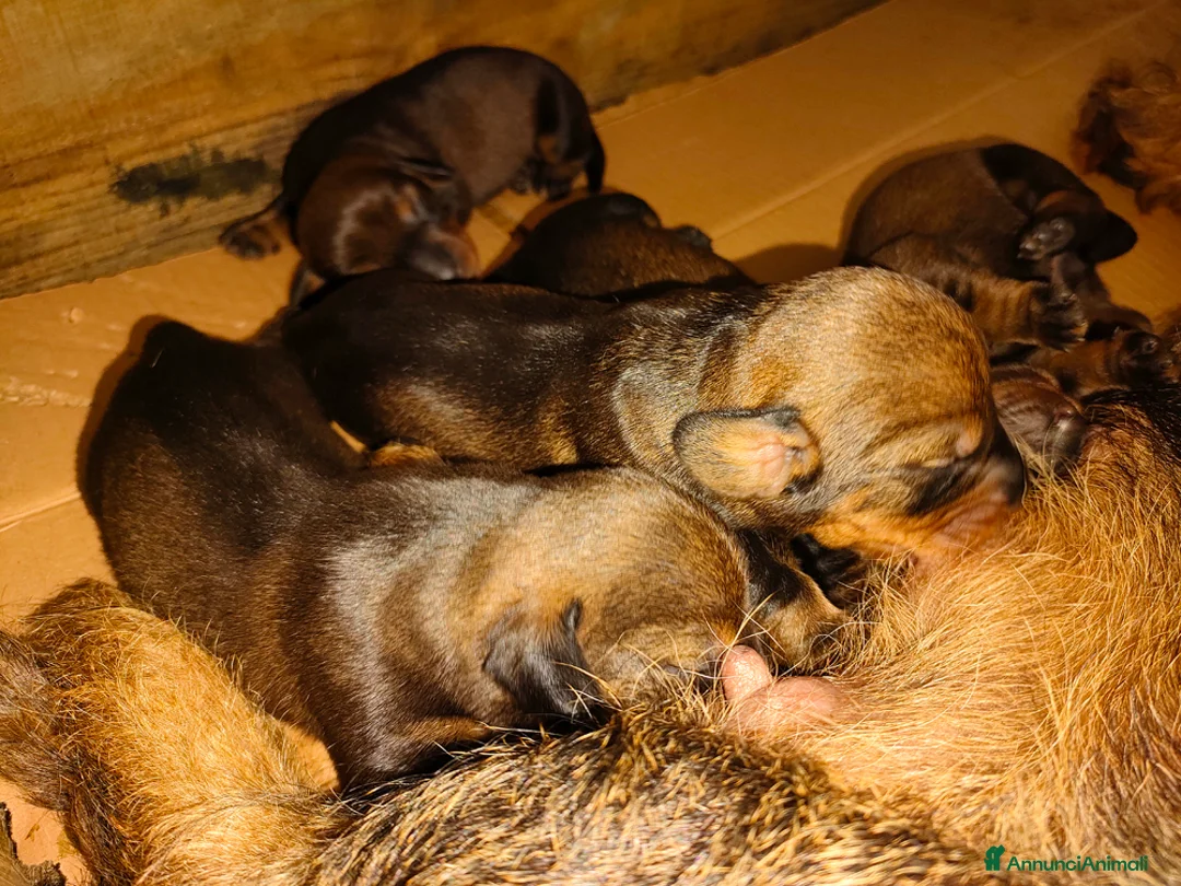 Bassotto cani in vendita: Cucciola di bassotto tedesco a pelo duro - Annuncio 2