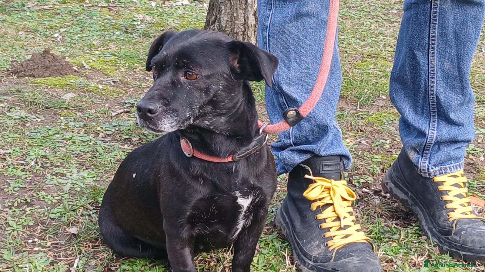 Meticcio cani LA DOLCE MERLINA HA BISOGNO DI UNA MAMMA - Annuncio 25