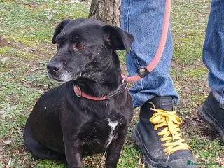 Meticcio cani LA DOLCE MERLINA HA BISOGNO DI UNA MAMMA - Annuncio 25