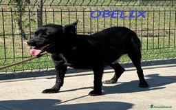 Meticcio cani in regalo: OBELIX 3anni allegro affettuoso! tg piccola a Città Metropolitana di Firenze - Immagine 10