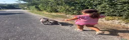 Spinone cani in vendita: Cuccioli di Spinone Italiano - Annuncio 8