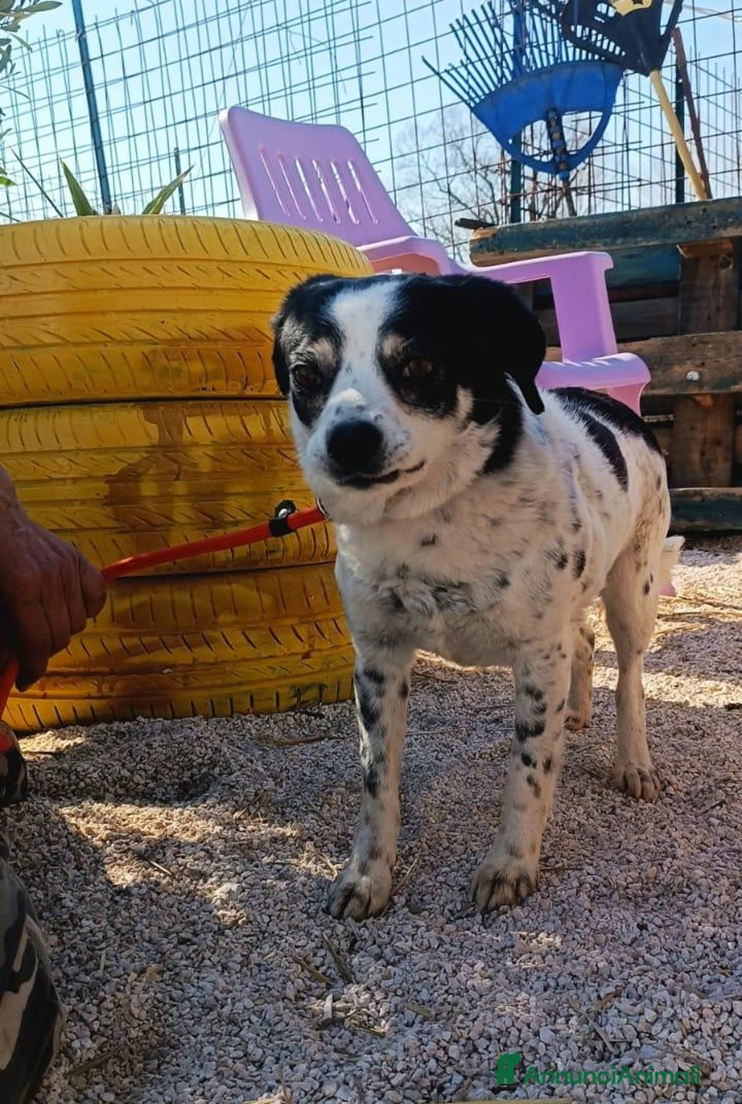 Meticcio cani in regalo: Cagnolina taglia piccola - Annuncio 3