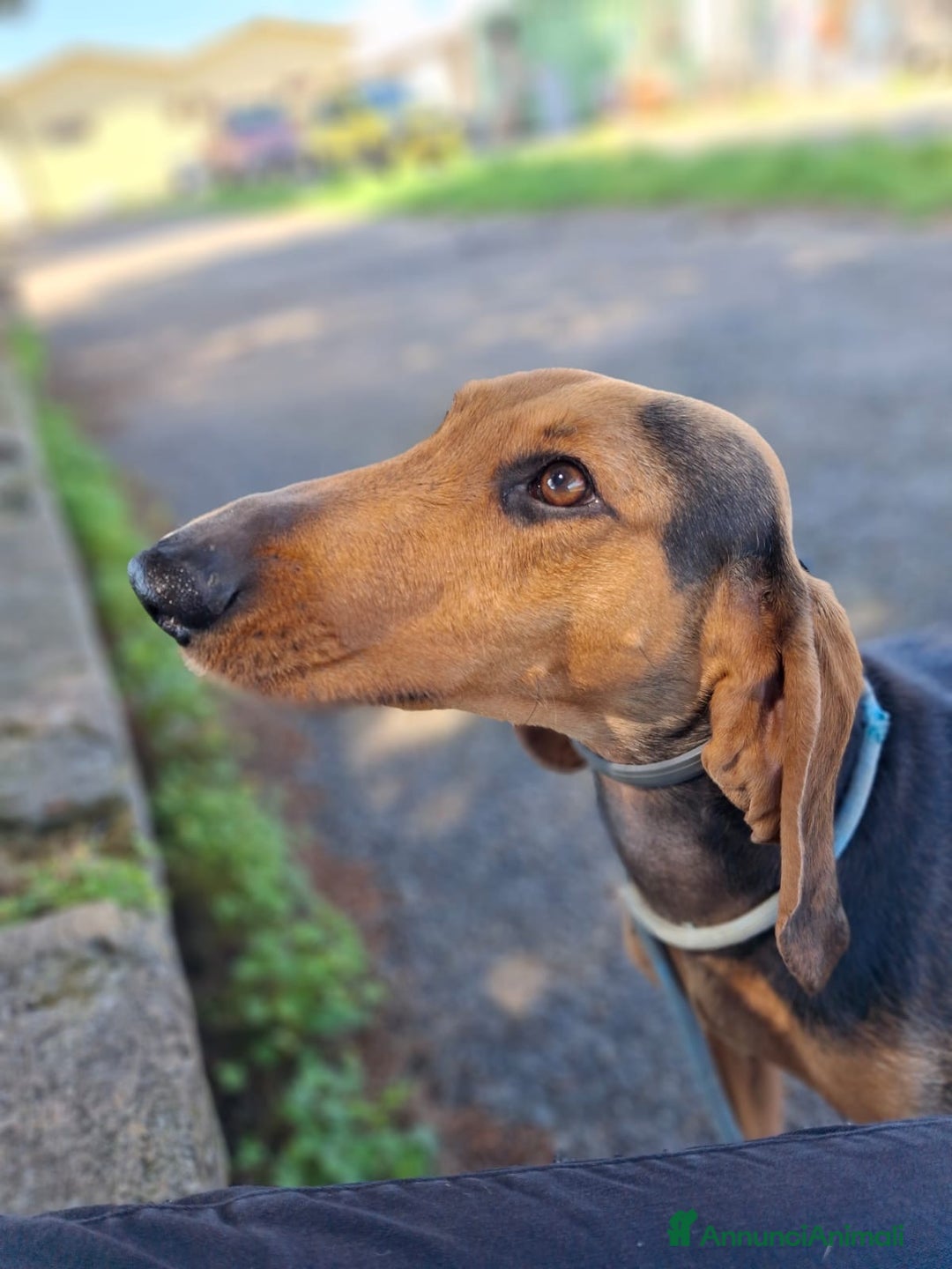 Segugio cani in regalo: BOBO 💙-cagnolino mite e delicato, buono con tutti - Annuncio 6