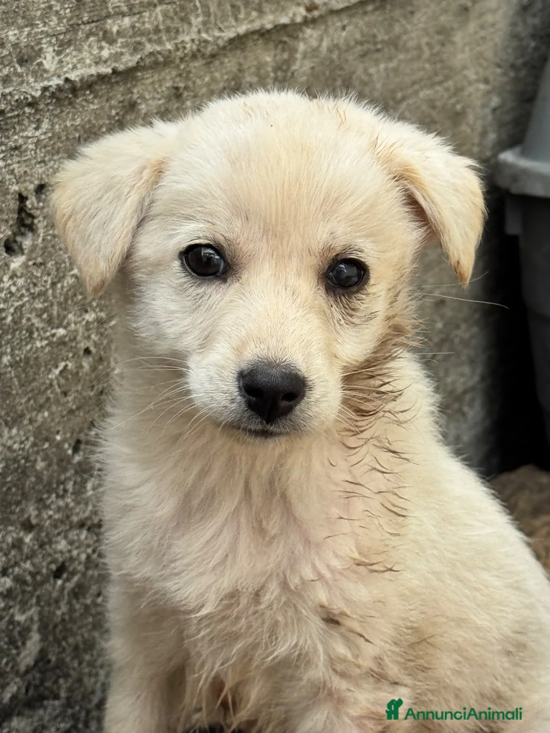 Meticcio cani in regalo: CeCe cucciola taglia media socievole - Annuncio 3