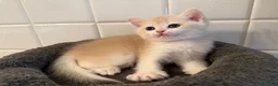 British gatti in vendita: British shorthair blue golden ay12 - Annuncio 4