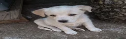 Meticcio cani in regalo: UNA MAMMA PER VIRGOLA a Provincia di Varese - Annuncio 3