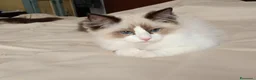 Ragdoll gatti in vendita: Ragdoll - Annuncio 2