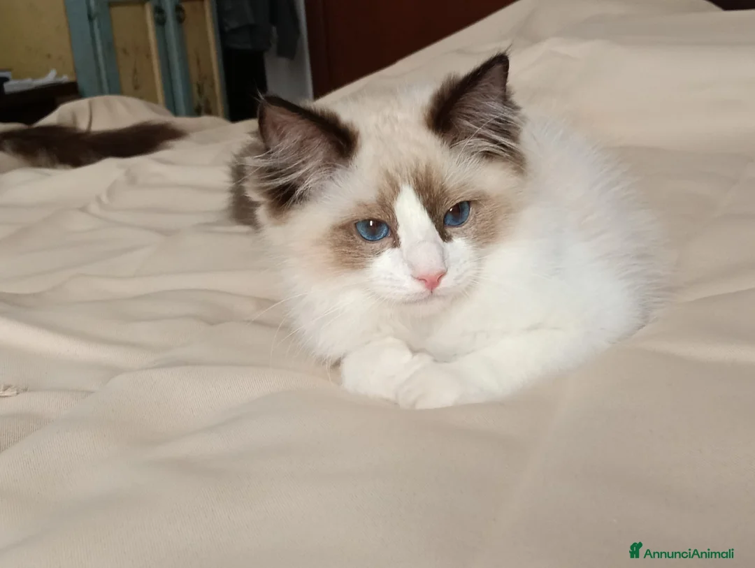 Ragdoll gatti in vendita: Ragdoll - Annuncio 2