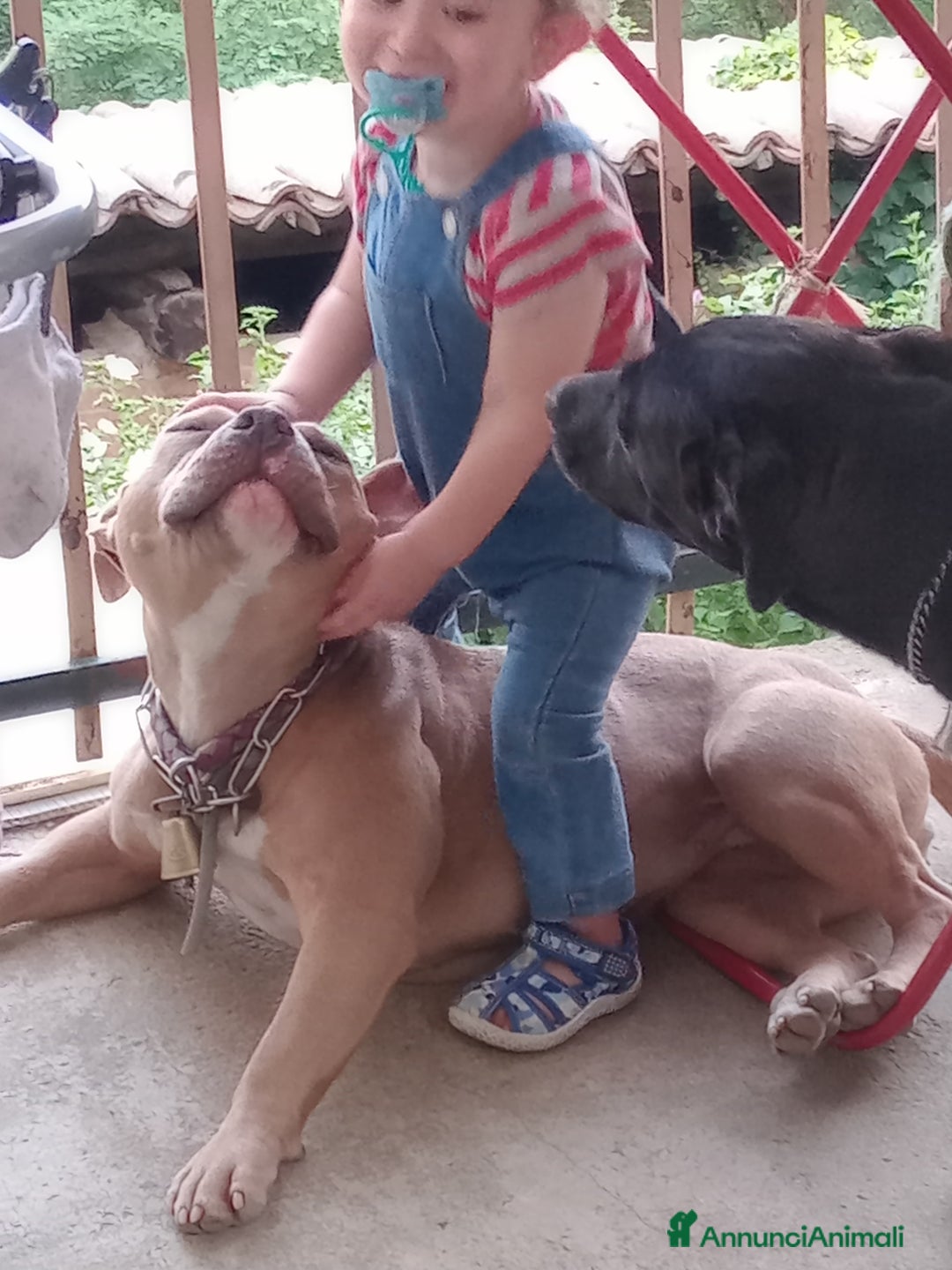 American Bully cani in vendita: American Bully, genitori addestrati da pet terapy  - Annuncio 4