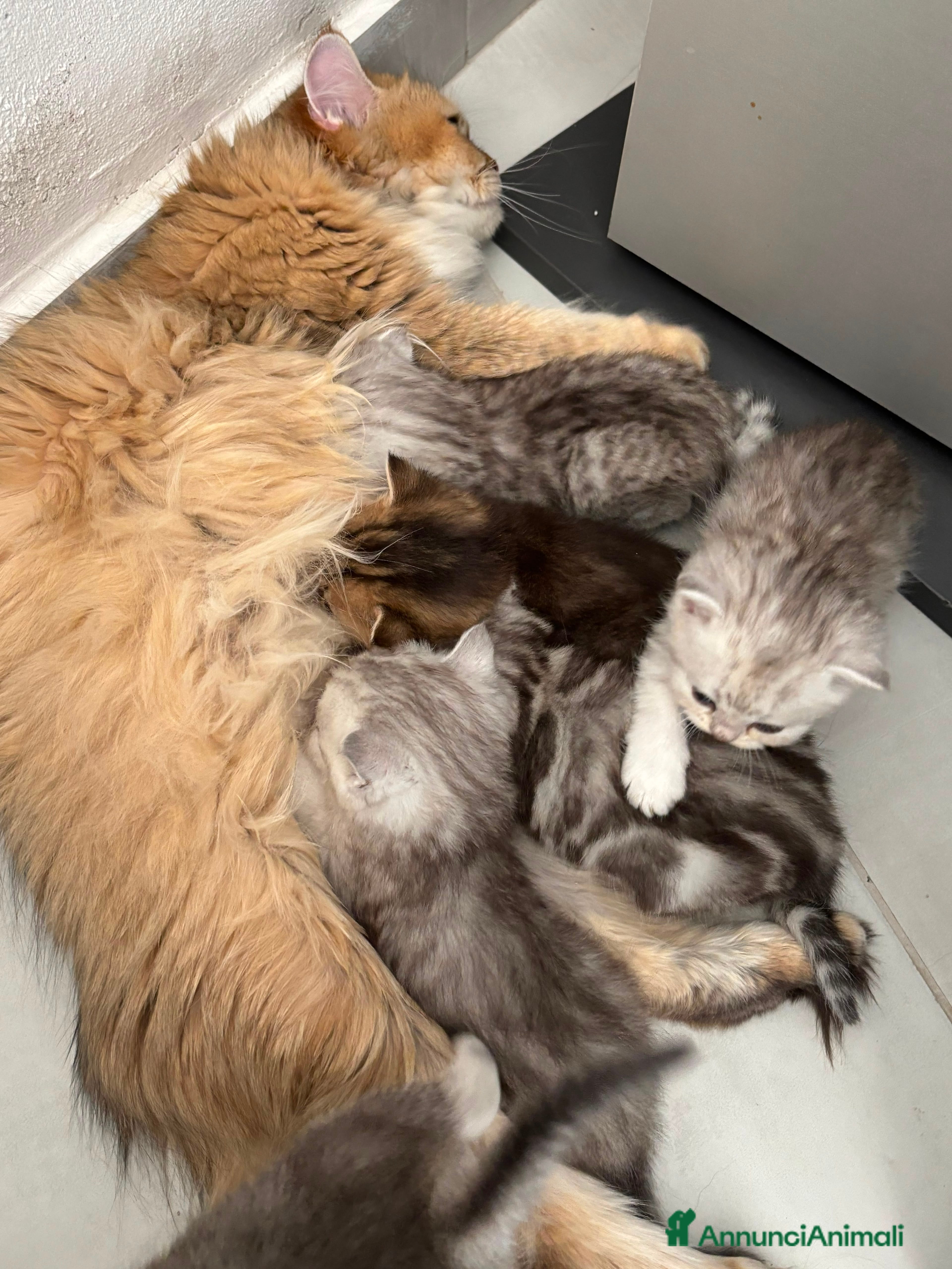 Scottish gatti Bellissimi cuccioli di scottish straight/fold - Annuncio 2