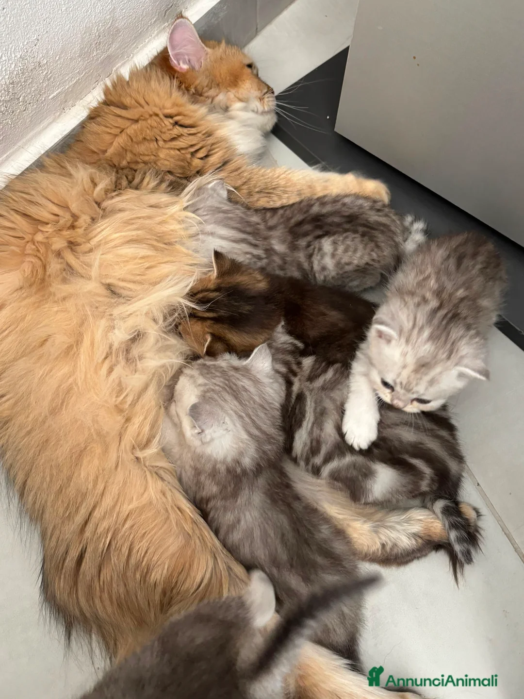 Scottish gatti in vendita: Bellissimi cuccioli di scottish straight/fold - Annuncio 2