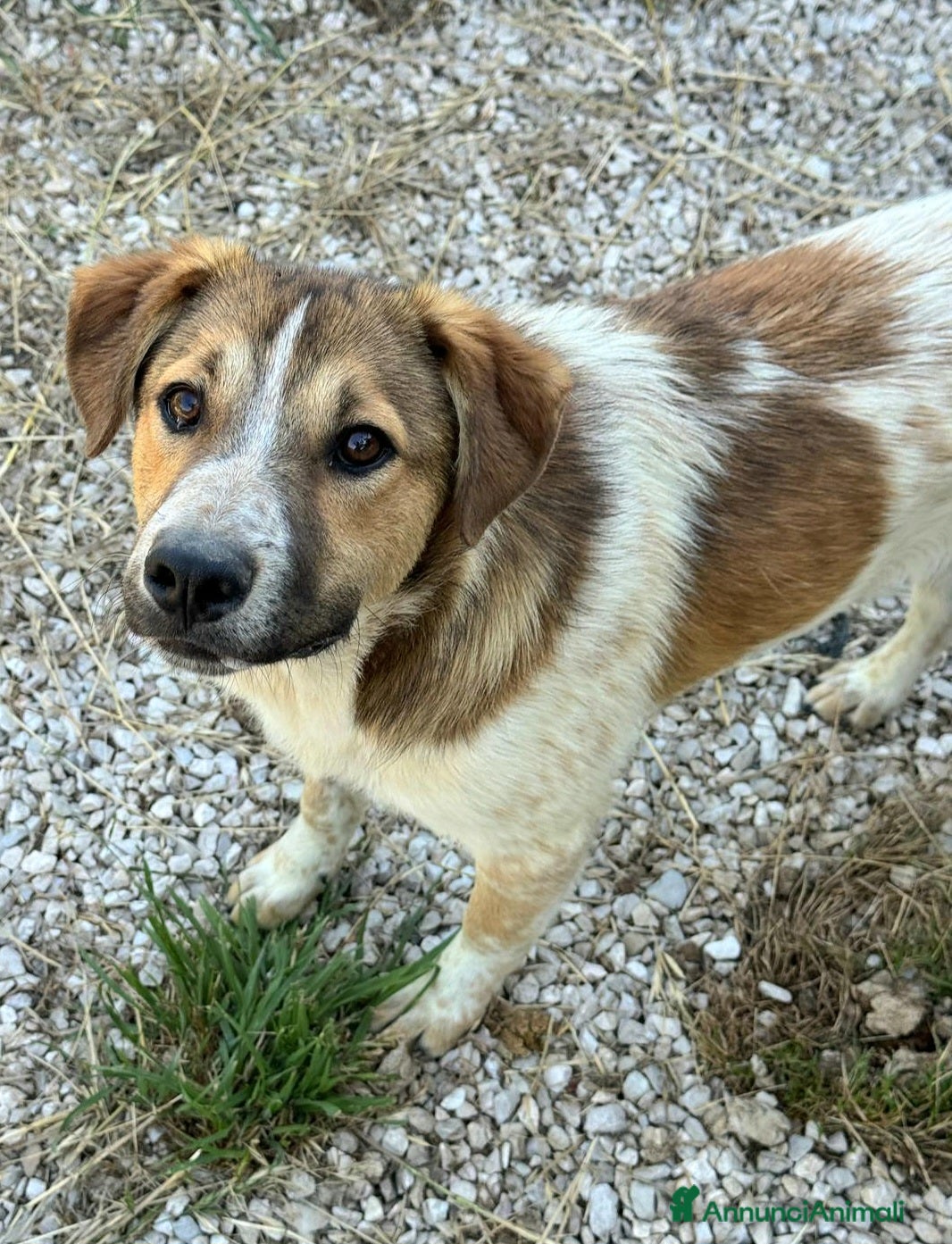 Meticcio cani Tristano 8 mesi taglia media  a Provincia di Teramo - Annuncio 23
