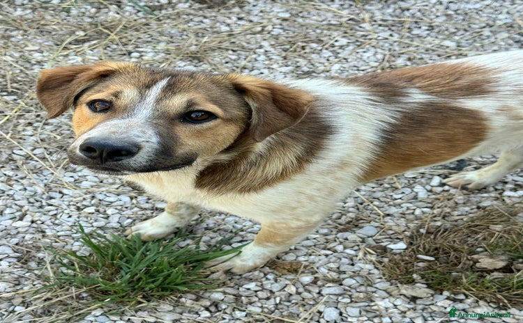 Meticcio cani a Provincia di Teramo - Annuncio 11