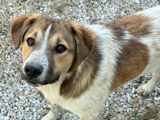 Meticcio cani Tristano 8 mesi taglia media a Provincia di Teramo - Annuncio 16