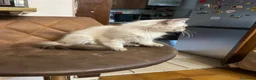 Siberiano gatti in vendita: cuccioli siberiano neva masquerade  - Annuncio 10