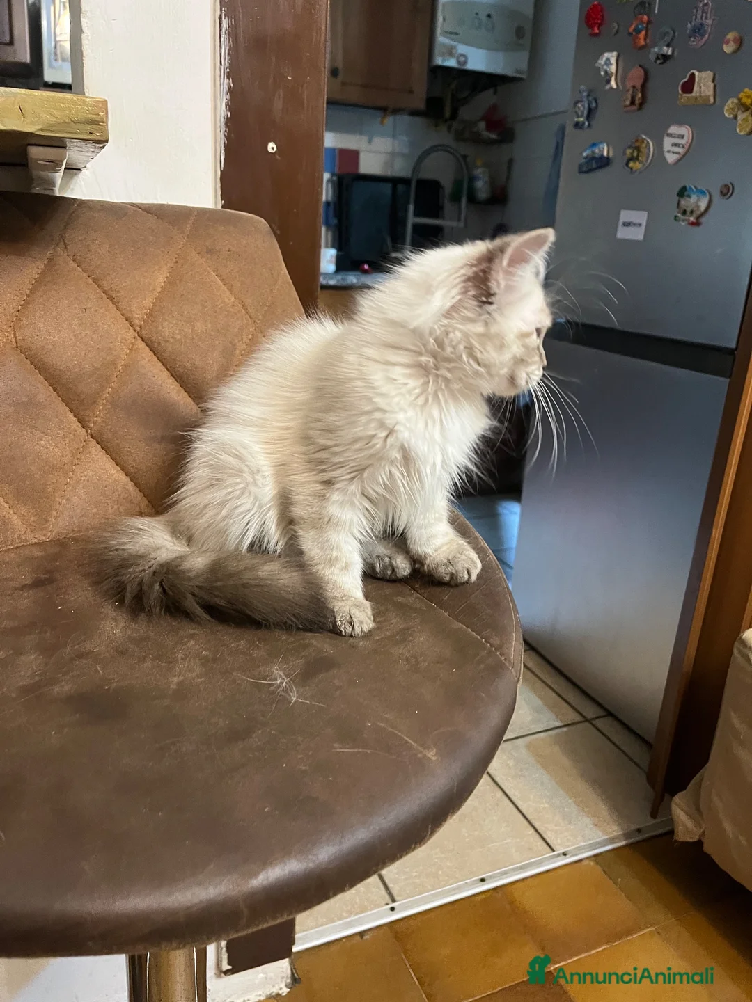 Siberiano gatti in vendita: cuccioli siberiano neva masquerade  - Annuncio 10