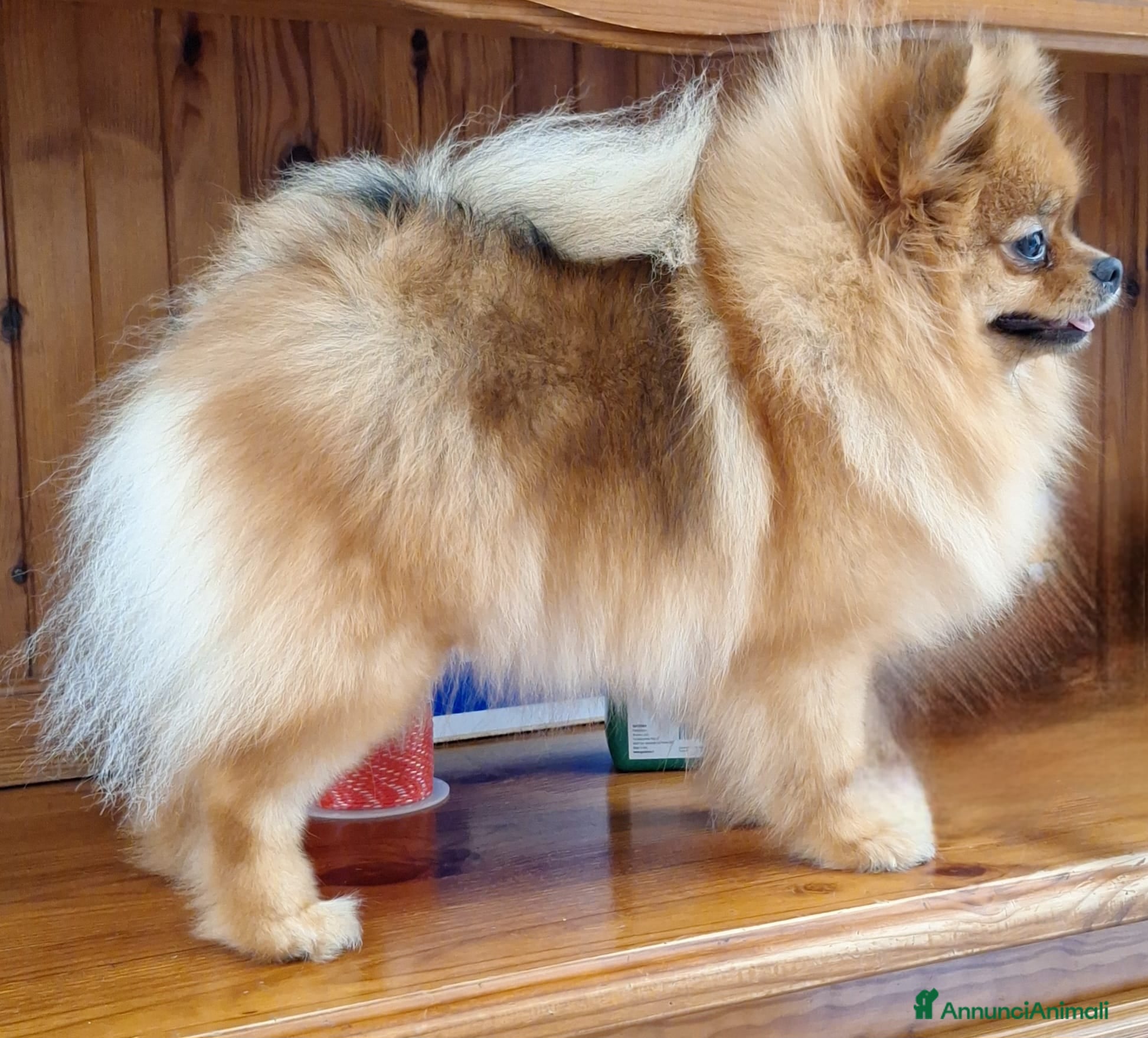Volpino Pomerania cani Cuccioli di Spitz Tedesco Nano (Pomerania) - Annuncio 2