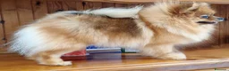 Volpino Pomerania cani in vendita: Cuccioli di Spitz Tedesco Nano (Pomerania) - Annuncio 2