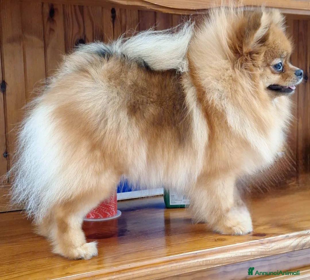 Volpino Pomerania cani in vendita: Cuccioli di Spitz Tedesco Nano (Pomerania) - Annuncio 2